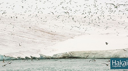 Migrating Seabirds Are Bringing Forever Chemicals into the Arctic