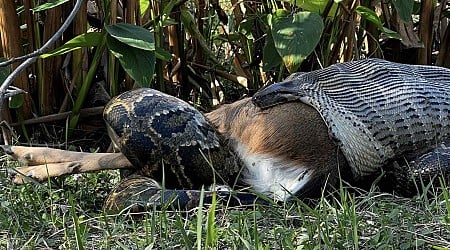 Chilling Footage Shows Florida Python Swallowing 77-Pound Deer Whole