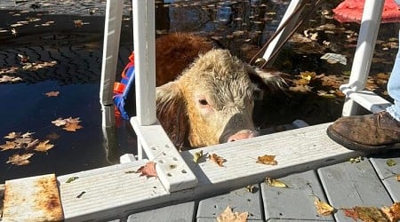 Soggy cow rescued from New Hampshire swimming pool