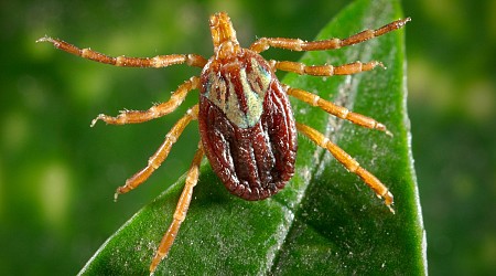 Invasive Ticks Carrying New Diseases Are Spreading Through the Northeast