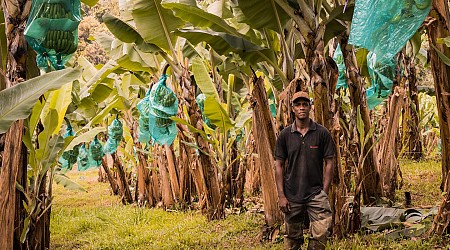 Guadeloupe : les limites du « produire local » pour faire baisser les prix alimentaires