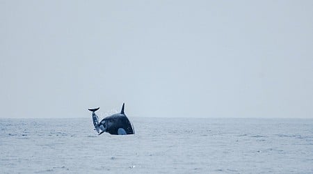 Surprising Footage Shows Mysterious Orca Group Hunting Dolphins