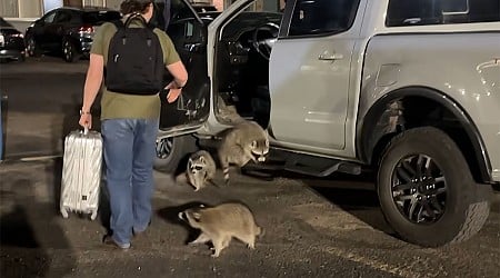 Gang of Raccoons Mobs Woman in Casper Hotel Parking Lot