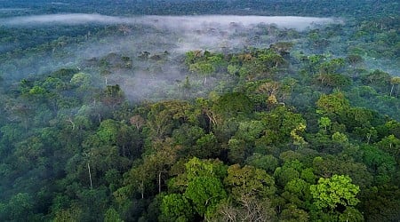 News24 Business | Amazon forest loses area the size of Germany and France, fueling fires