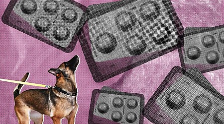 Drug-Sniffing Police Dogs Are Intercepting Abortion Pills in the Mail