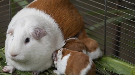 Guinea Pig Breed as Popular as Ever With Diners After 20 Years