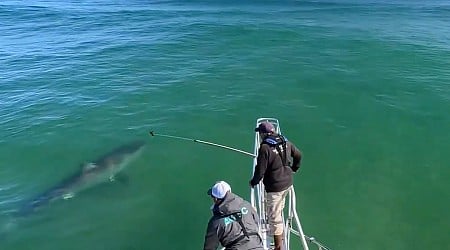 12-foot shark spotted in the waters off Chatham