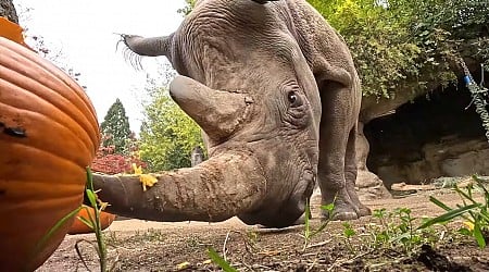 The Black Rhinos of Oregon Zoo Have a Glorious Time Goring and Squishing Halloween Pumpkins