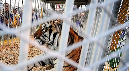 Louisiana governor wants live tiger back at LSU football games