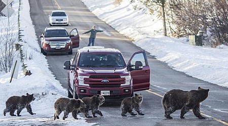 'Most Famous Grizzly' Killed in Vehicle Strike