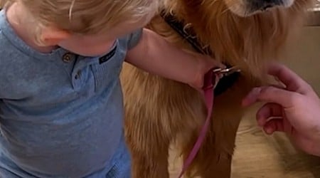 WATCH: Toddler loves to walk family dog