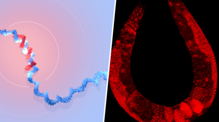 Dos científicos obsesionados con los gusanos descubrieron el mecanismo que regula la evolución. Hoy son Premio Nobel