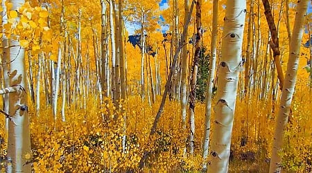 Nature: Aspens in Utah