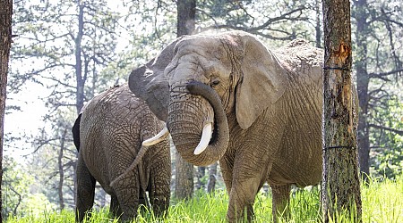 Should elephants have the same rights as people? A Colorado court may decide