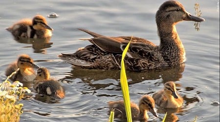 LDWF sets opening dates for Louisiana duck hunting season