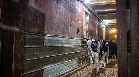 A special investigation reveals the places where farm animals endure “sadistic” abuse