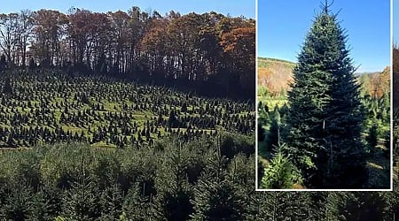 White House selects North Carolina family’s Christmas tree farm to provide 2024 tree