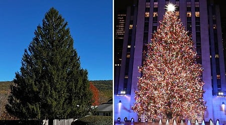 2024 Rockefeller Christmas tree revealed as Norway spruce