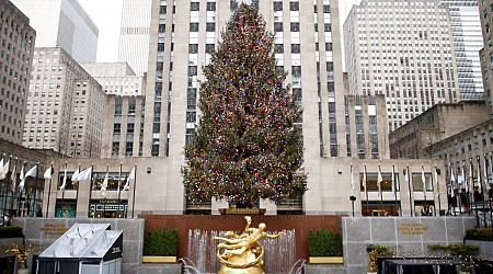 Trees have been chosen for prominent holiday displays in NYC, White House