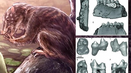 75 million-year-old 'swamp dweller' remains discovered in Colorado