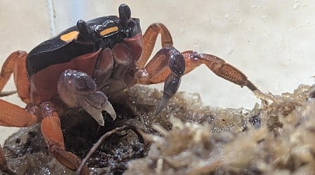 'Halloween crab' stows away on plane from Costa Rica to Denver