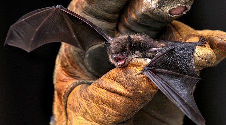 Deadly Bat Fungus Detected in California