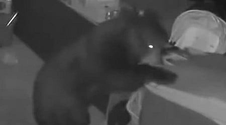 Security camera catches bear rolling trash can like a human