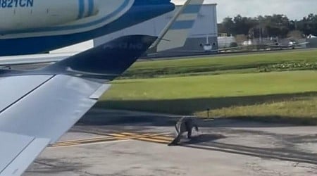 Large alligator wanders the tarmac at Florida airport