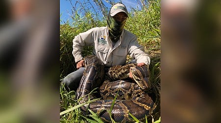 Florida biologists prove invasive Burmese pythons are swallowing deer, alligators whole