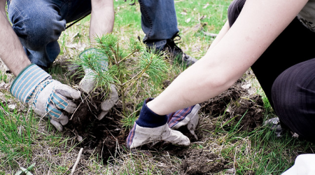 Over 117,000 trees planted in Cataraqui watershed in 2024