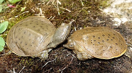 Move over Mr. Beaver, softshell turtle is the most Canadian of creatures