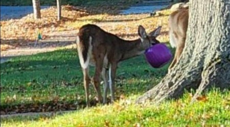 Police warn of plastic pumpkin dangers to deer in Ohio