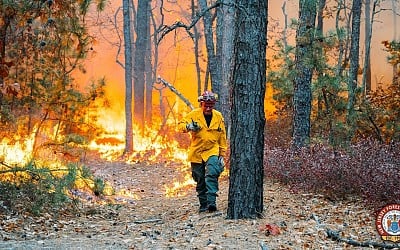 14-year-old boy arrested for allegedly starting forest fire