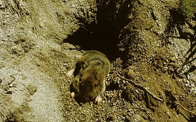 Gophers needed 1 day after Mount St. Helens erupted to bring explosions of new life