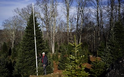 The White House Christmas Tree Will Come From Farm Hit by Hurricane Helene