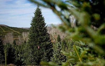 The White House's Christmas tree is a symbol of resilience for hurricane-hit North Carolina farms