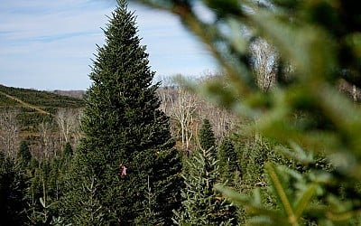 White House Christmas Tree Is a Symbol of Resilience for Hurricane-Hit North Carolina Farms