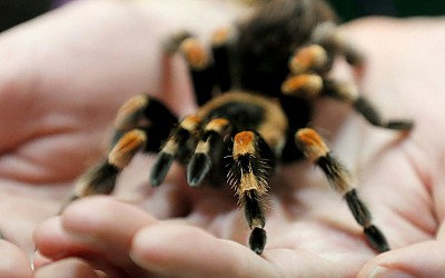 Schmuggel aufgedeckt - Flughafen-Zöllner stoppen Mann mit über 300 giftigen Spinnen am Körper