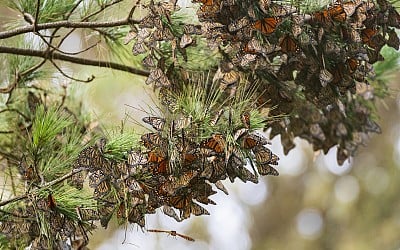 How do you protect a species that lives across a continent? Monarch butterfly decision may soon try