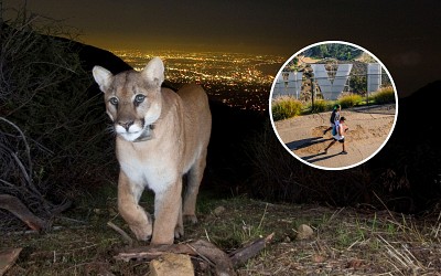 California Mountain Lions Are Changing Their Hours Because of Humans