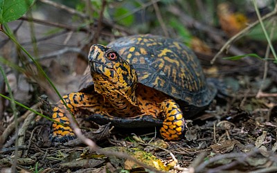 In a secret location in New Jersey, a turtle whisperer cares for trafficked animals