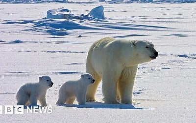 Polar bears face higher risk of disease in a warming Arctic