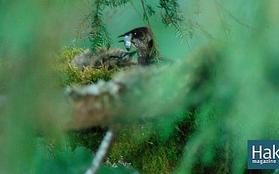 Listening in on the Mysterious Marbled Murrelet