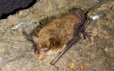 It’s Time to Vote for the Most Beautiful Bat