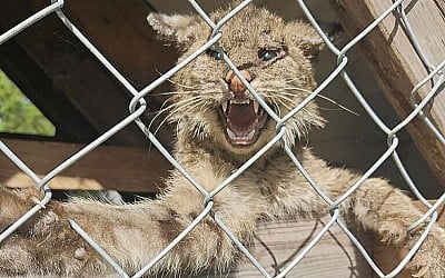 Odd-Looking Feline Found in Florida Chicken Coop Prompts Call to Wildlife Rescue