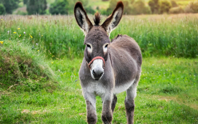 Update on Little Donkey Who'd Been Chained Up & Left All Alone Has People Melting