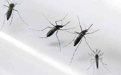 L’épidémie de dengue est déclarée en Guadeloupe