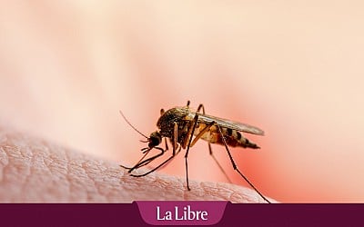 Le Guadeloupe face à une épidémie de dengue