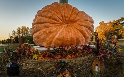 The Rise of Giant Pumpkins