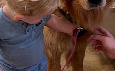 WATCH: Toddler loves to walk family dog